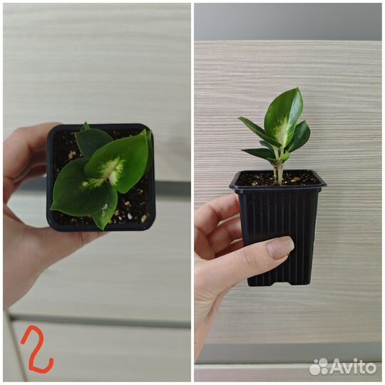 Аглаонемы(детки). Филодендроны (детки)