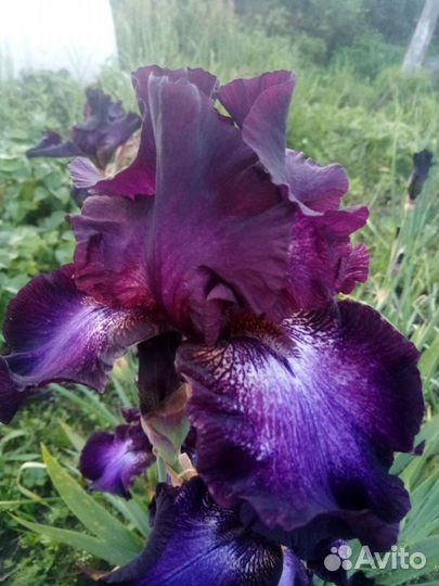 Ирисы. сортовые