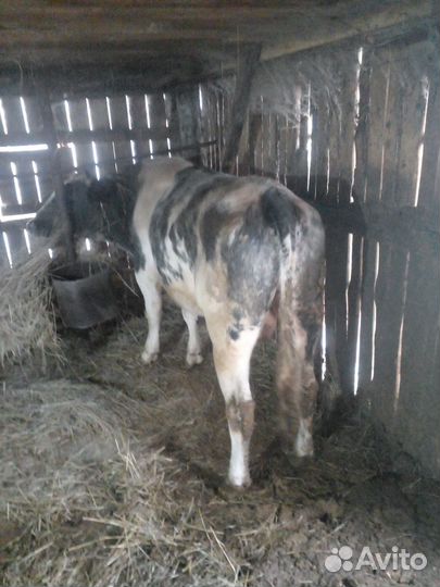 Продам быка и телку