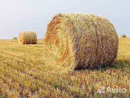 Солома ячменная ржаная пшеничная