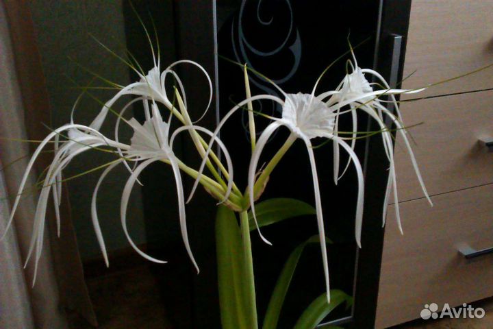 Гименокаллис