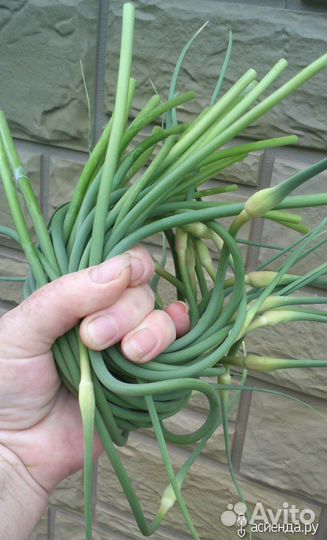 Стрелки чеснока