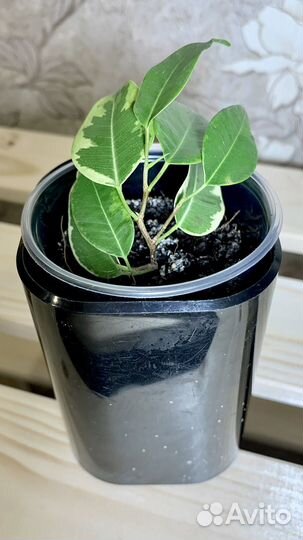Фикус бенджамина кинки
