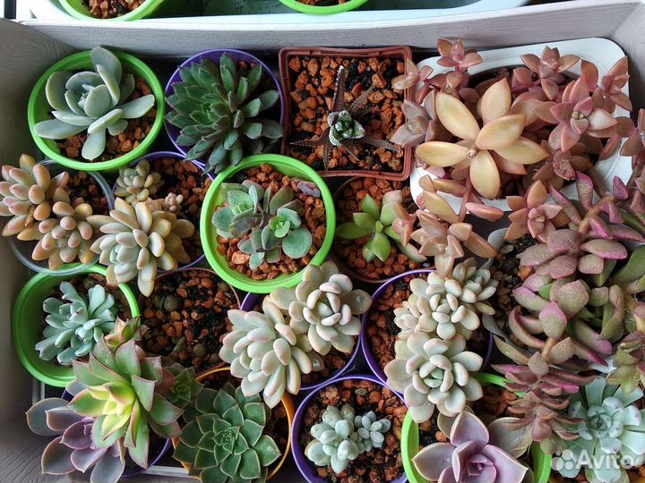 Цветы(комнатные, садовые)