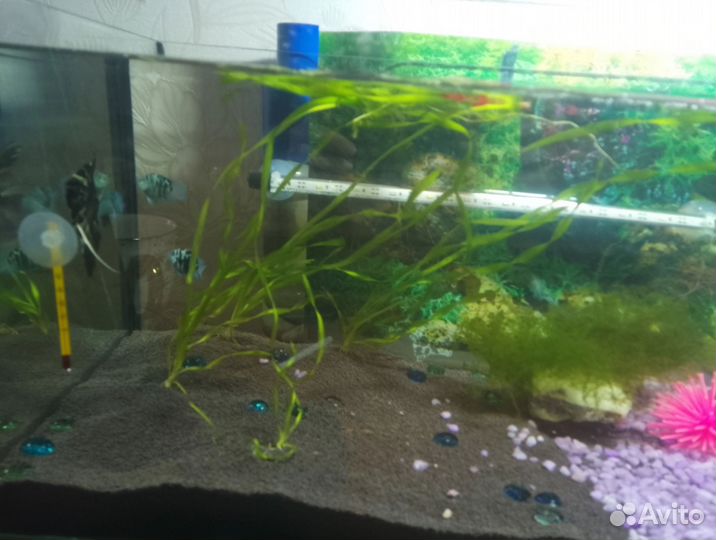 Аквариум с рыбками