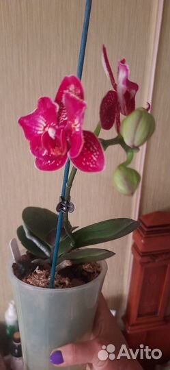 Орхидея фаленопсис