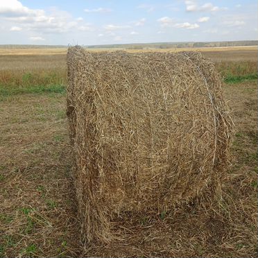 Сено в рулонах