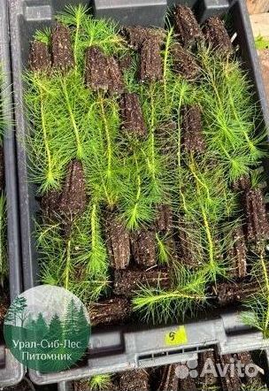 Сеянцы зкс Сосна окс Ель Лиственница Горная