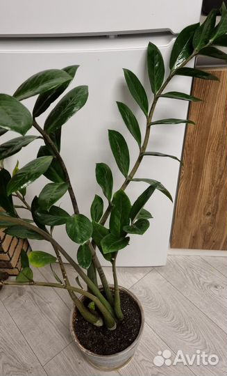 Замиокулькас