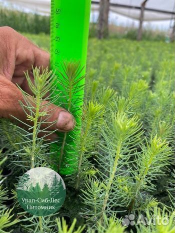 Зкс и окс Сосна Ель Лиственница сеянцы Голуб горн