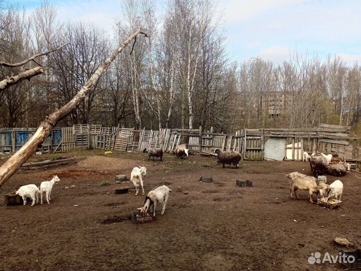 Прдам овец и коз