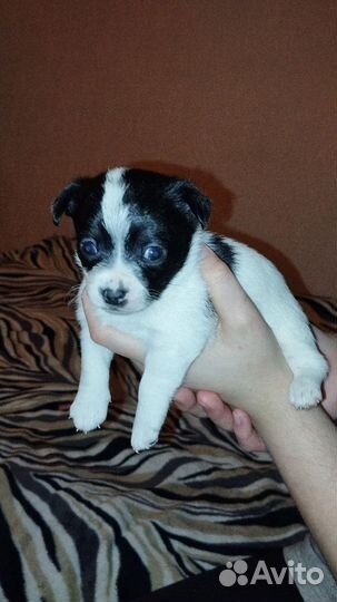 Щенки чихуахуа