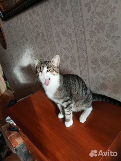 Котенок Барсик