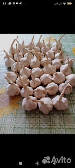 Растения для сада