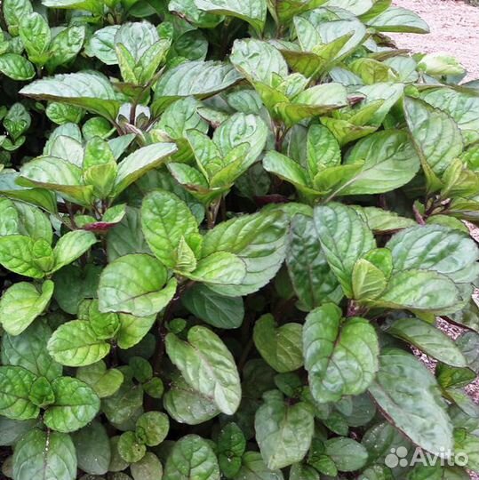 Мята разных сортов, мелисса, дущица