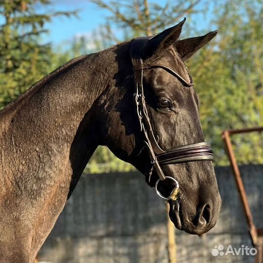 Лошадь русская верховая