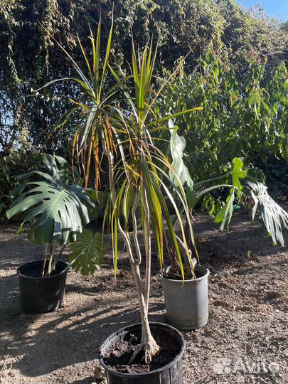 Драцена маргината