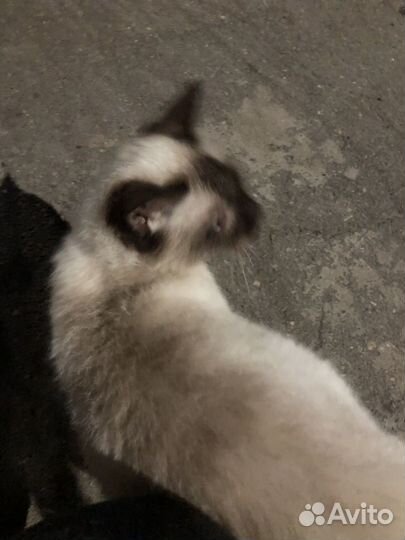 Сиамская кошка
