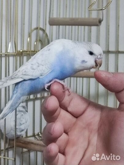 Волнистый попугай с клеткой