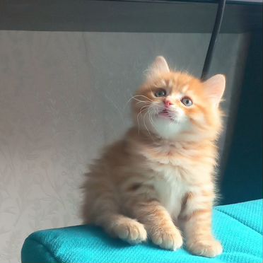 Курильский бобтейл длинношёрстный котёнок