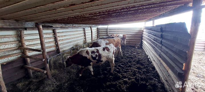 Быки на мясо