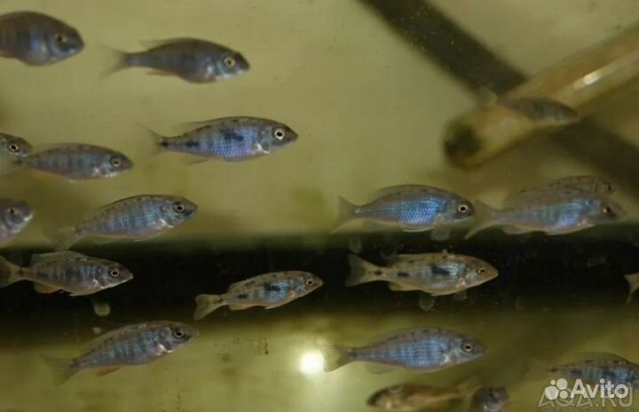 Корм для цихлид