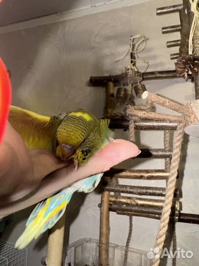 Птенцы Выставочного Волнистого попугая чех