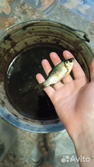 Живец карась