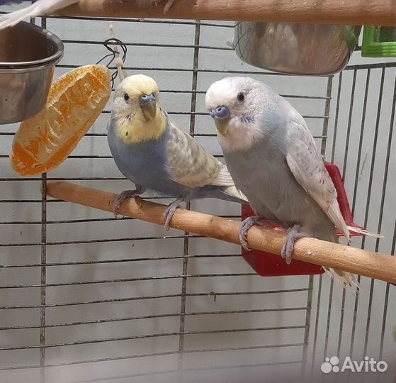 Волнистые попугаи, самцы