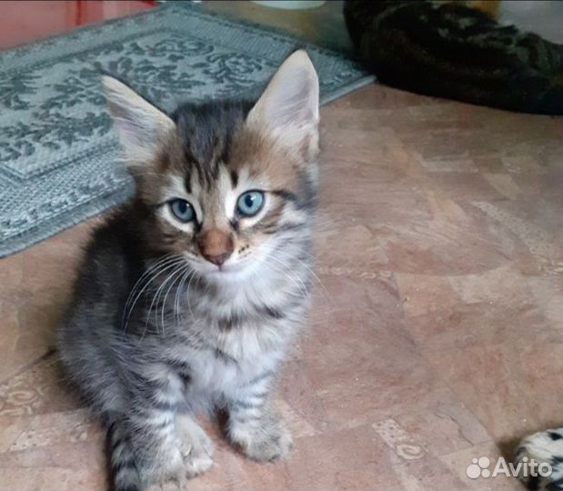 Кошечки 2 месяца