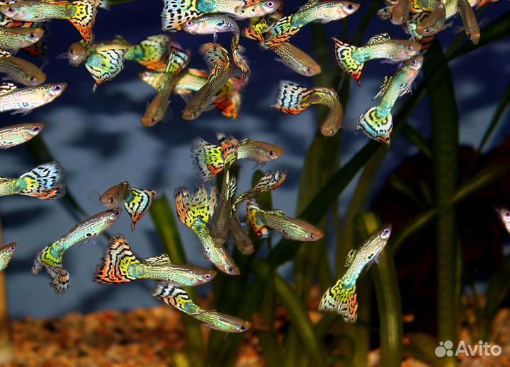 Рыбки Гуппи