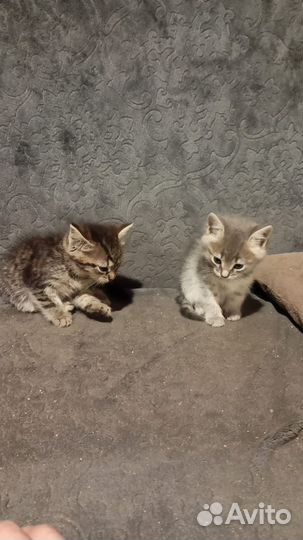 Котята даром