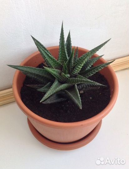 Хавортия лимолистная лимифолия Haworthia limifolia