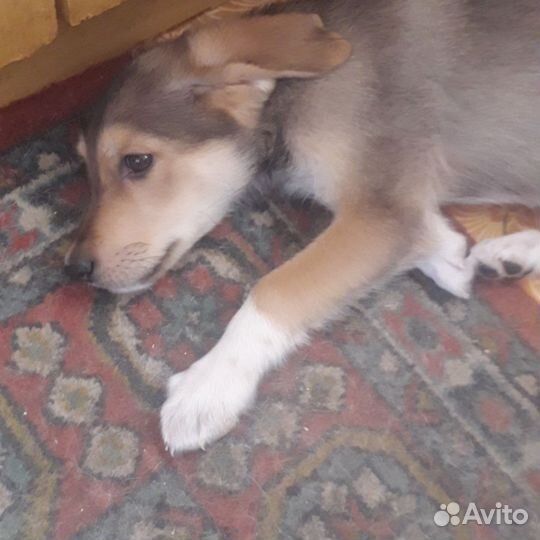 Собака в добрые руки щенок