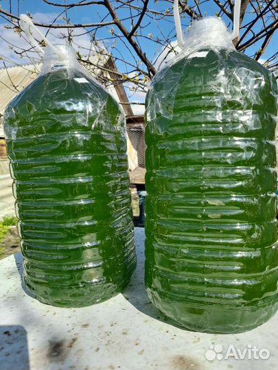 Хлорелла для водоема