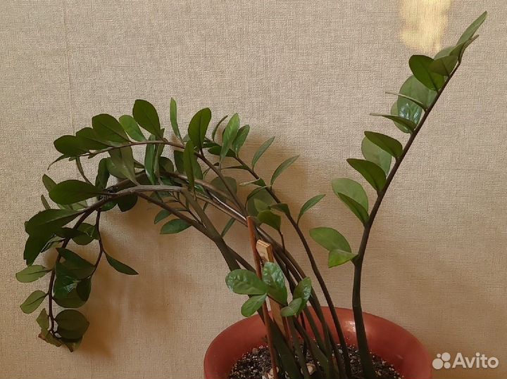 Замиокулькас