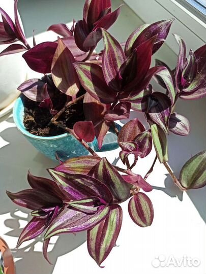 Традесканция зебрина целое растение