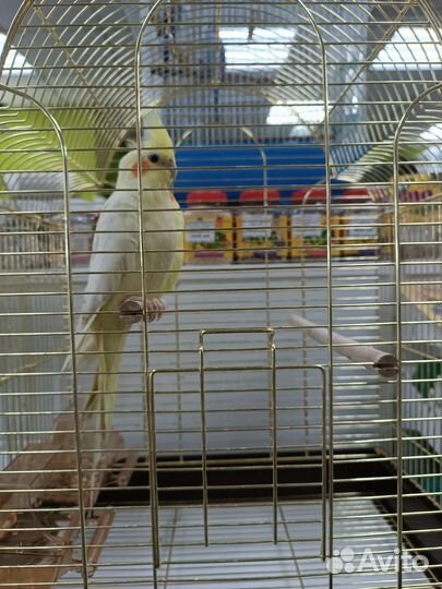 Попугай корелла