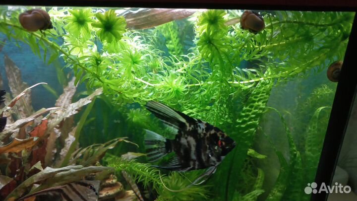 Аквариумные растения