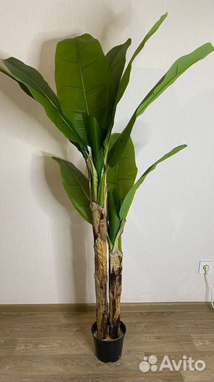 Банановая пальма