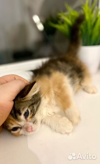 Котенок в самые добрые руки