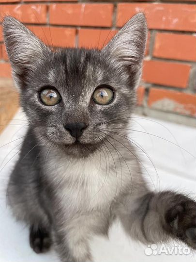 Кошка в дар