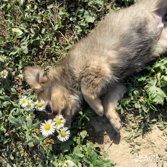 Щенок в добрые руки