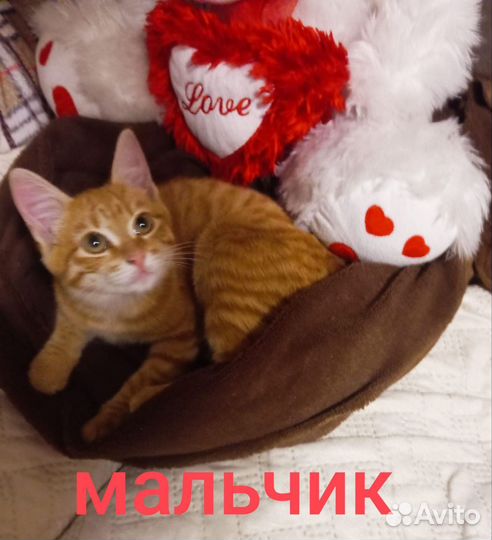 Котенок