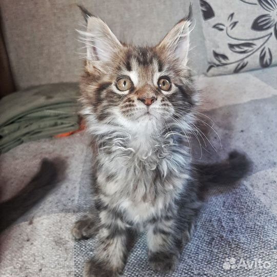 Котята мейн-кун мальчик