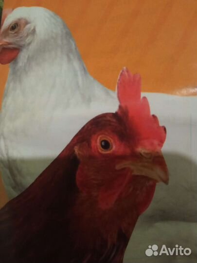 Курочки породы Хайсекс