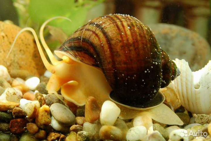 Улитки ампулярии