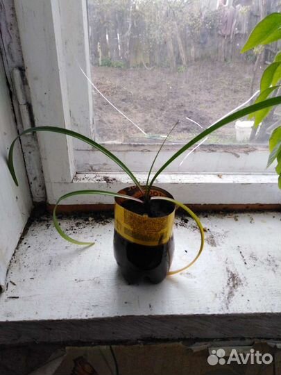 Гиппеаструм