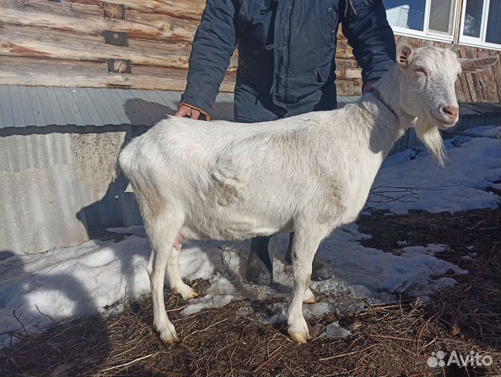 Продам дойную зааненскую козу