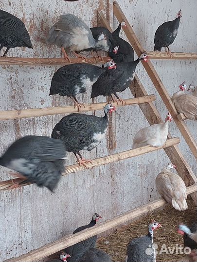 Цесарки, цесарята